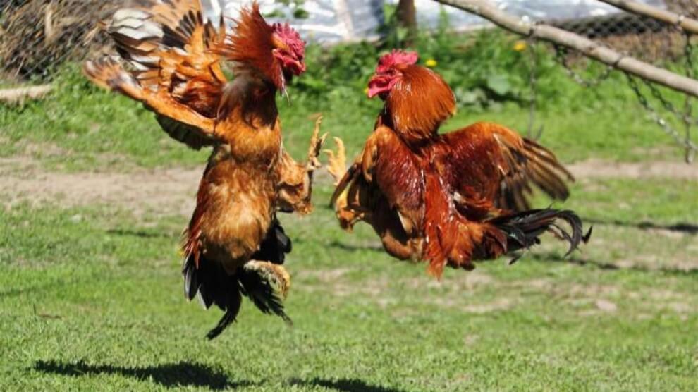 scommettere combattimento galli scommettere combatitmento galli